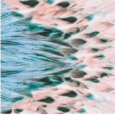 Geschenkpapier Feather