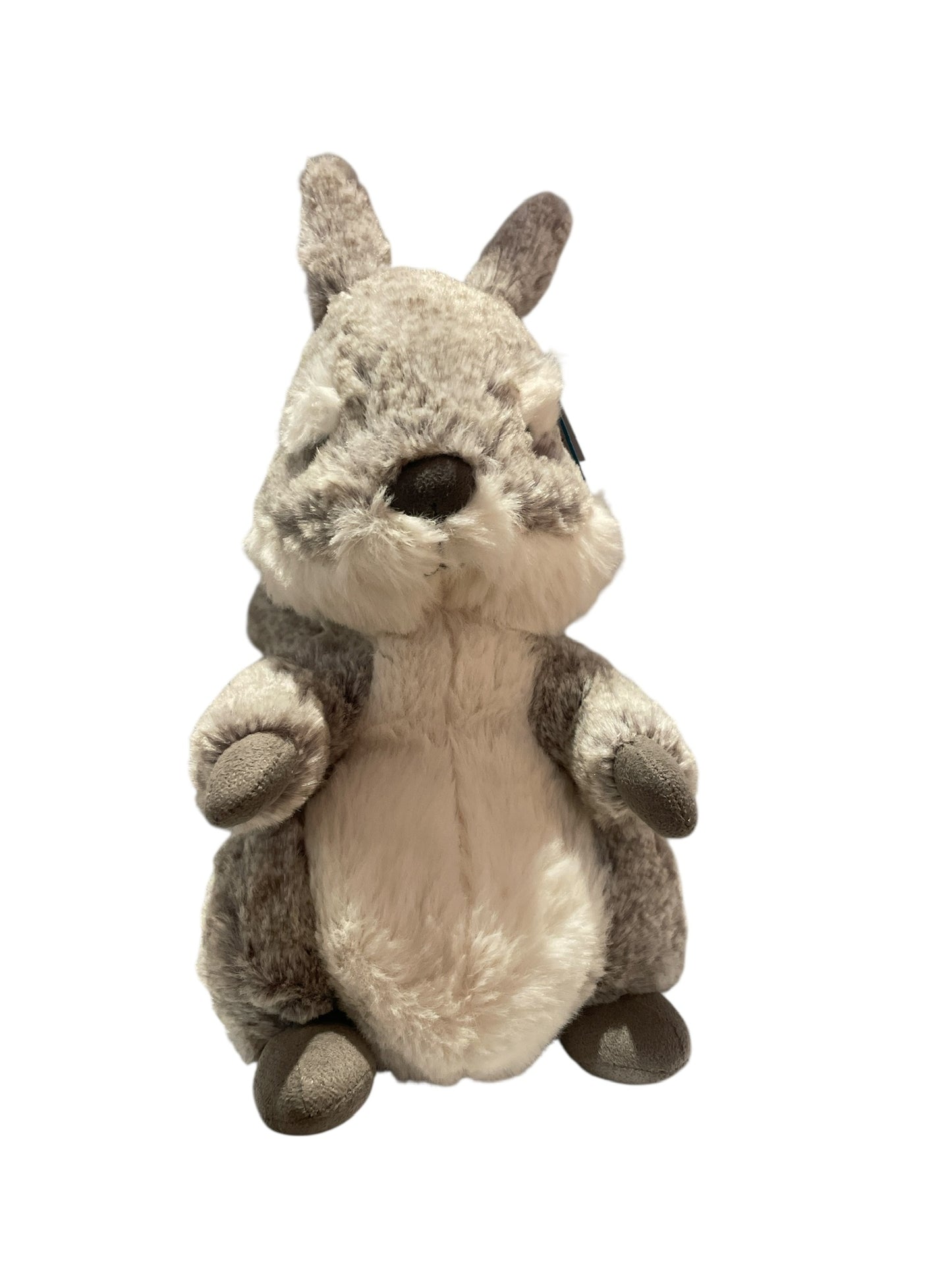 Eichhörnchen - Ambrosie Squirrel