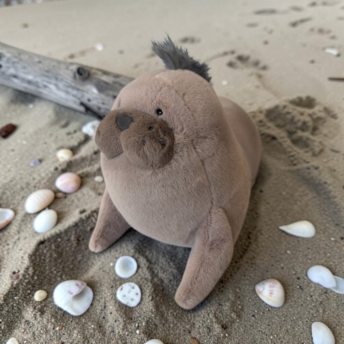 Roarwell Sea Lion - Seelöwe